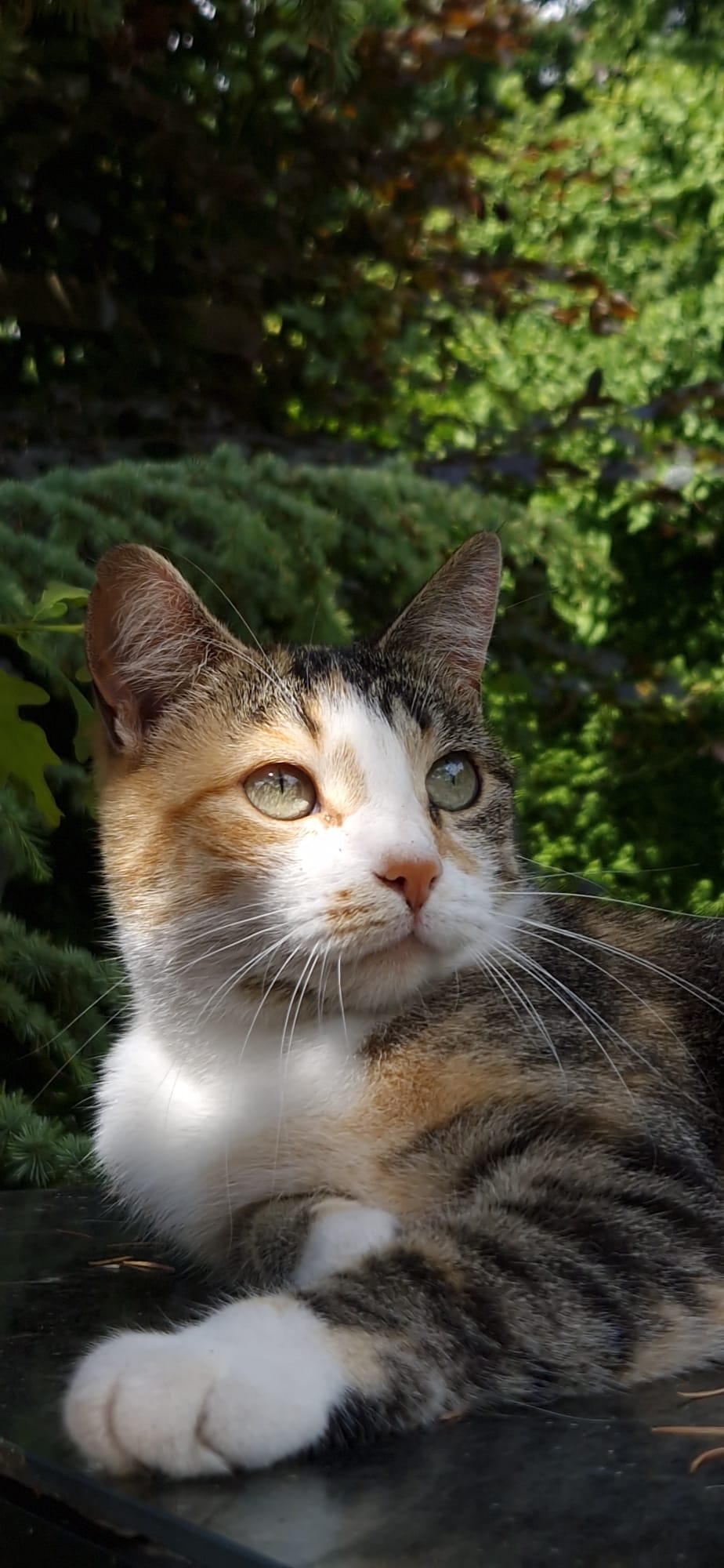 Hazel, American Shorthair