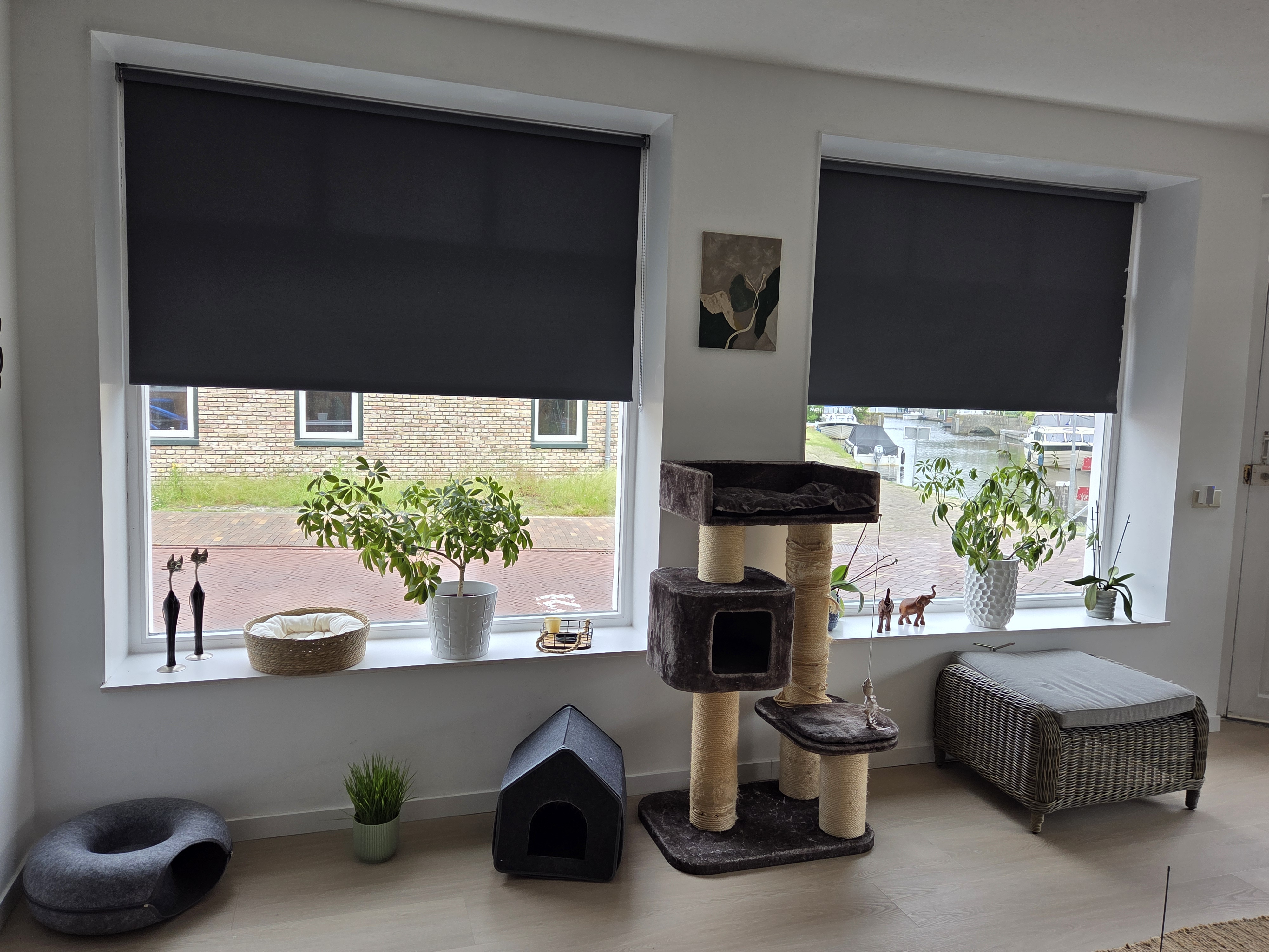 Kattenresort Katastrofe verblijf afbeelding 4